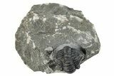 Enrolled Gerastos Trilobite Fossil - Morocco #271900-1